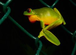 144-Ranoidea chloris